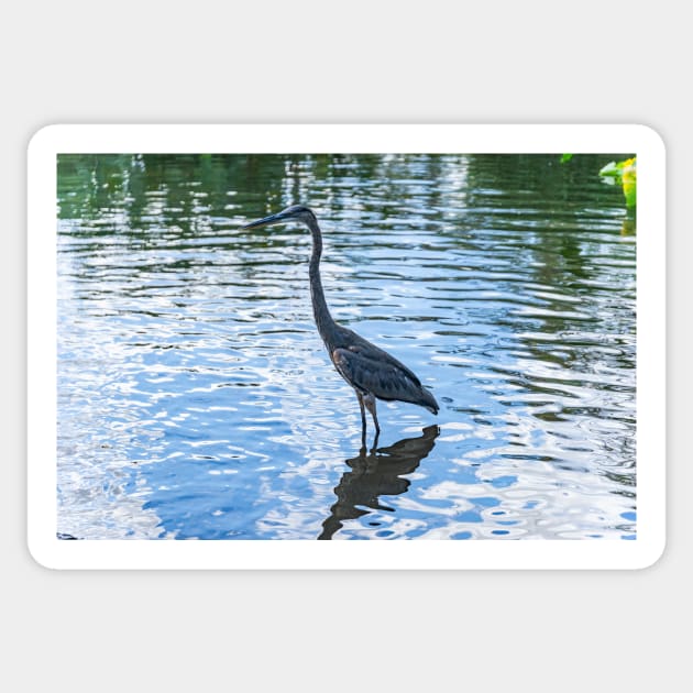 Great Blue Heron 2 Sticker by KensLensDesigns
